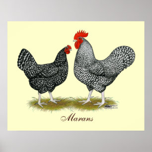 Poster Marans : Paire de cacao