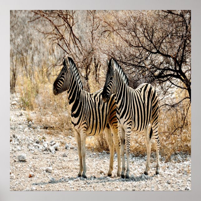 Poster Marche de Zebra (Devant)