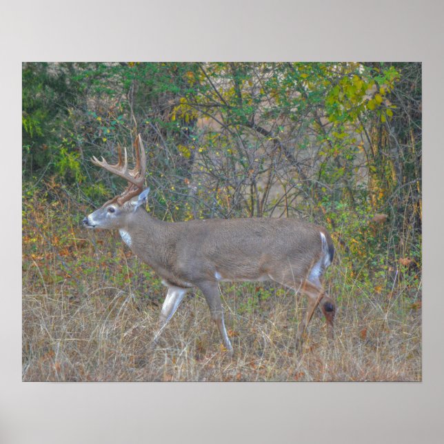 Poster Marcher Big Buck Deer au Texas (Devant)