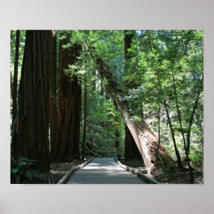 Poster "Marcher parmi les géants", Muir Woods