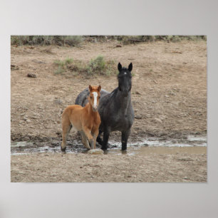 Poster Mare de Steens et poulain