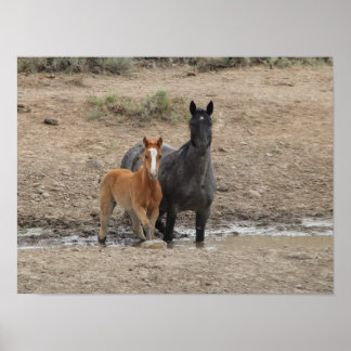 Poster Mare de Steens et poulain