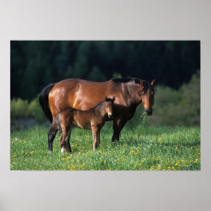 Poster Mare et Foie de Thoroughbred 1
