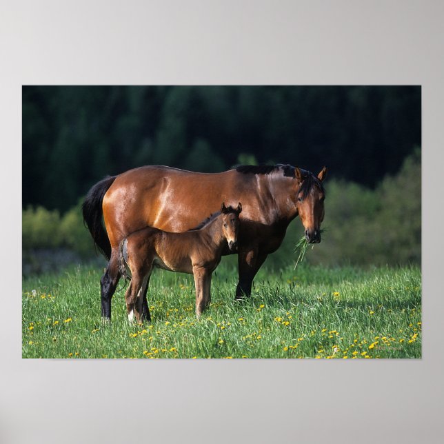 Poster Mare et Foie de Thoroughbred 1 (Devant)