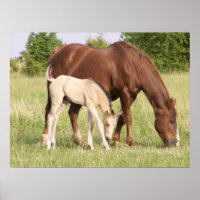 Mare et poulain