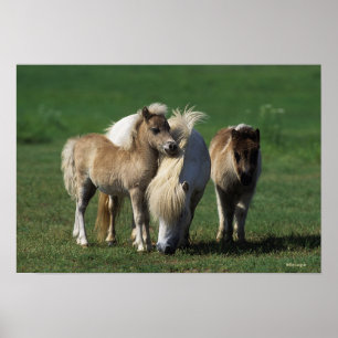Poster Mare miniature et Foies 1
