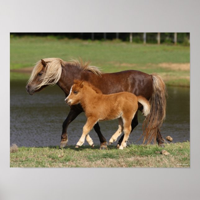Poster Mare miniature et poulain marchant au bord du lac (Devant)