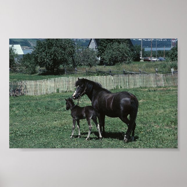 Poster Mare noire et poulain (Devant)