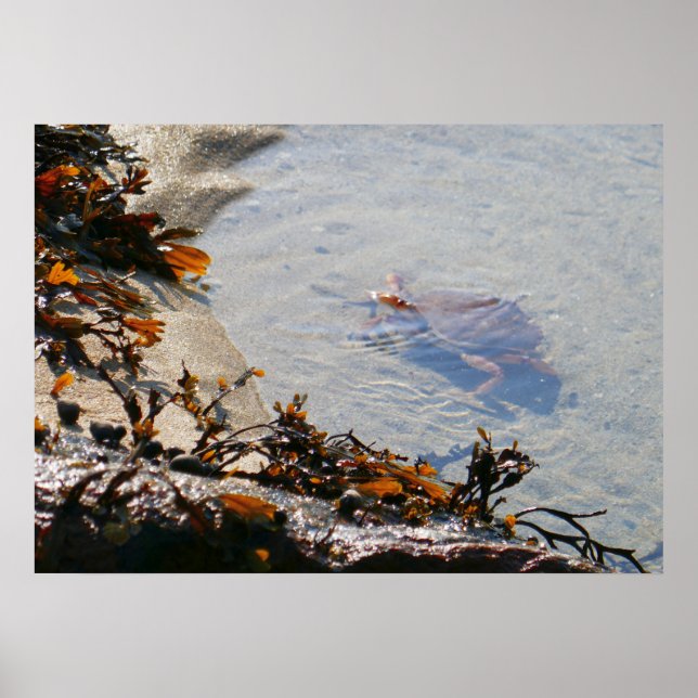 Poster Mare résiduelle à Sand Beach (Devant)