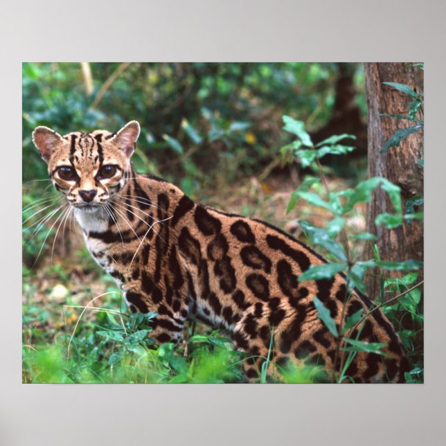 Poster Margay, Leopardus wiedi, Natif du Mexique vers (Devant)