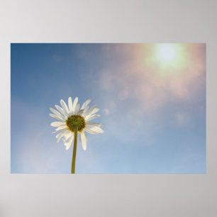 Poster Marguerite  -