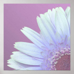Poster Marguerite de Gerbera