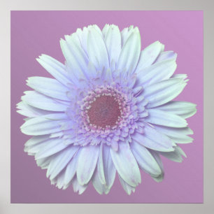 Poster Marguerite de Gerbera