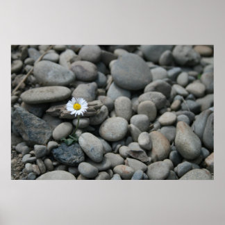 Poster marguerite sur rochers