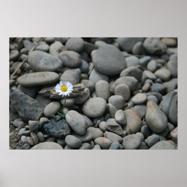 Poster marguerite sur rochers (Devant)