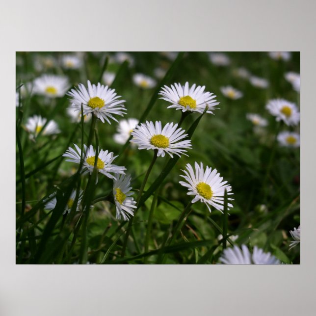 Poster Marguerites (Devant)