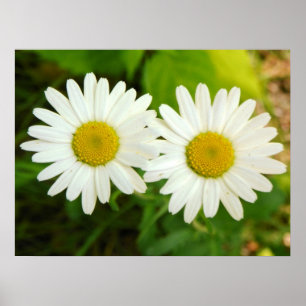 Poster Marguerites