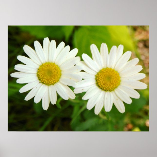 Poster Marguerites (Devant)