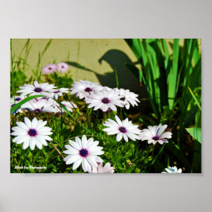 Poster Marguerites africaines blanches