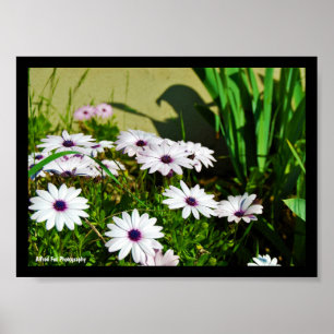Poster Marguerites africaines blanches
