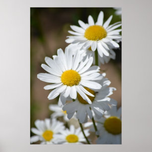 Poster Marguerites au printemps