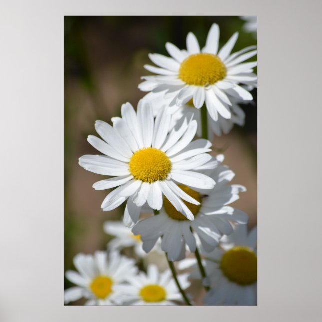 Poster Marguerites au printemps (Devant)