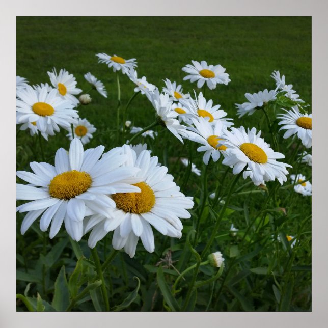 Poster marguerites blanches (Devant)