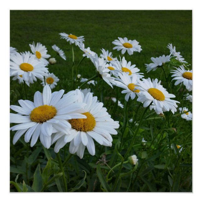 Poster marguerites blanches (Devant)