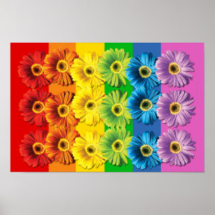 Poster Marguerites d'arc-en-ciel