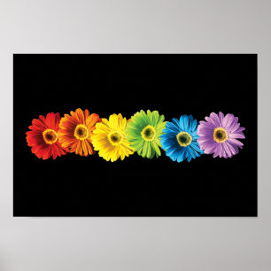 Poster Marguerites d'arc-en-ciel