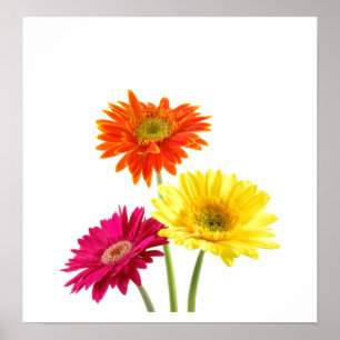 Poster Marguerites de Gerbera