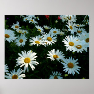 Poster Marguerites de Shasta II
