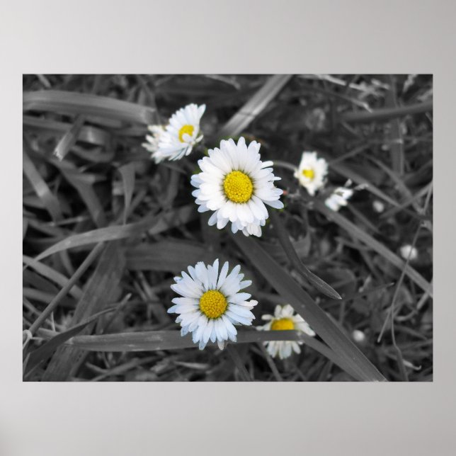 Poster Marguerites en noir blanc et jaune (Devant)