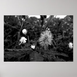 Poster Maria fecha a porta - dark