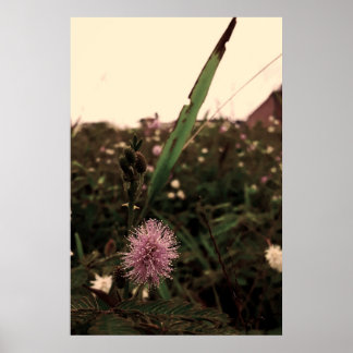 Poster Maria-fecha-a-porta -FILTRO