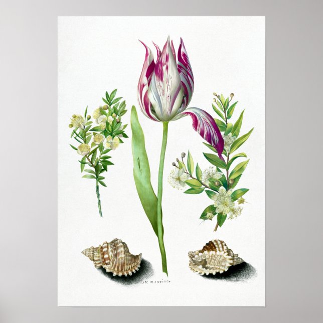 Poster Maria Sibylla Merian Tulip, deux branches de Myrtl (Devant)