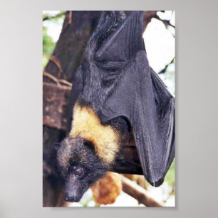 Poster Mariana Fruit Bat