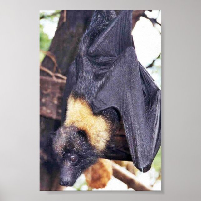 Poster Mariana Fruit Bat (Devant)