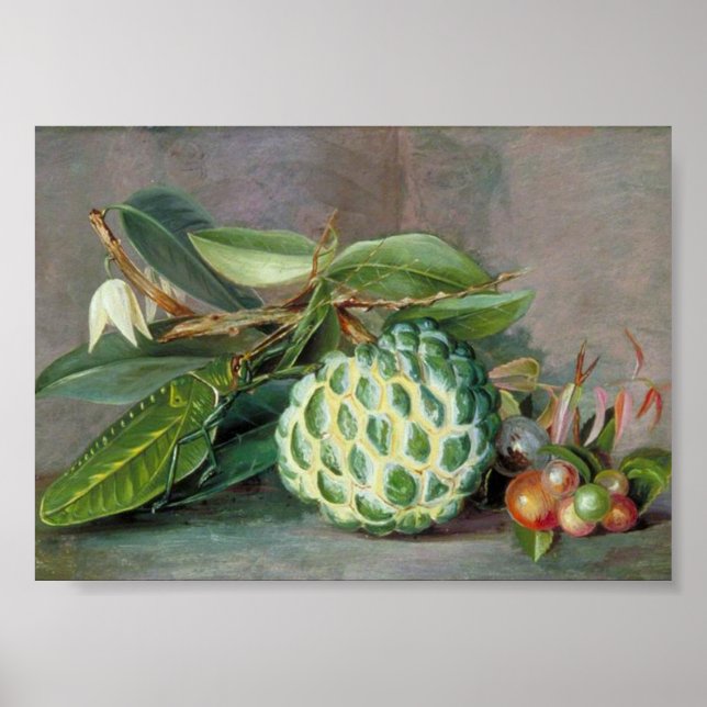 Poster Marianne North - Custard Apple Art (Devant)