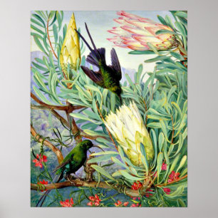 Poster Marianne North - Fleurs de miel et suceurs de miel