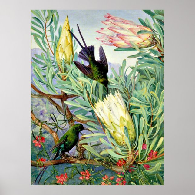 Poster Marianne North - Fleurs de miel et suceurs de miel (Devant)