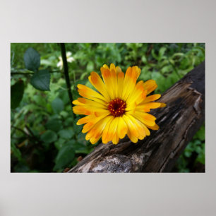 Poster marigold dans la forêt