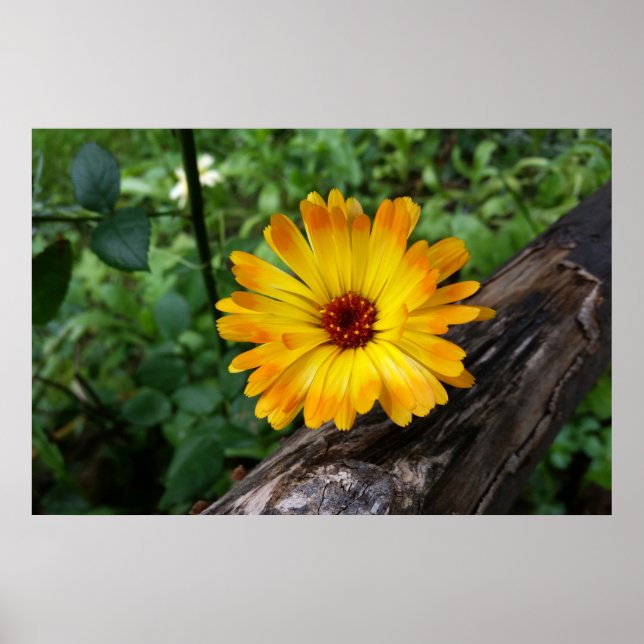 Poster marigold dans la forêt (Devant)