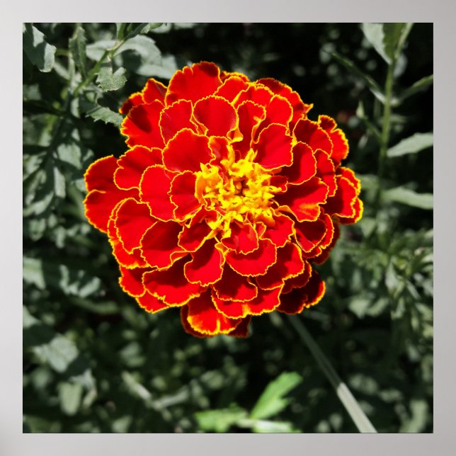 Poster marigold orange foncé (Devant)