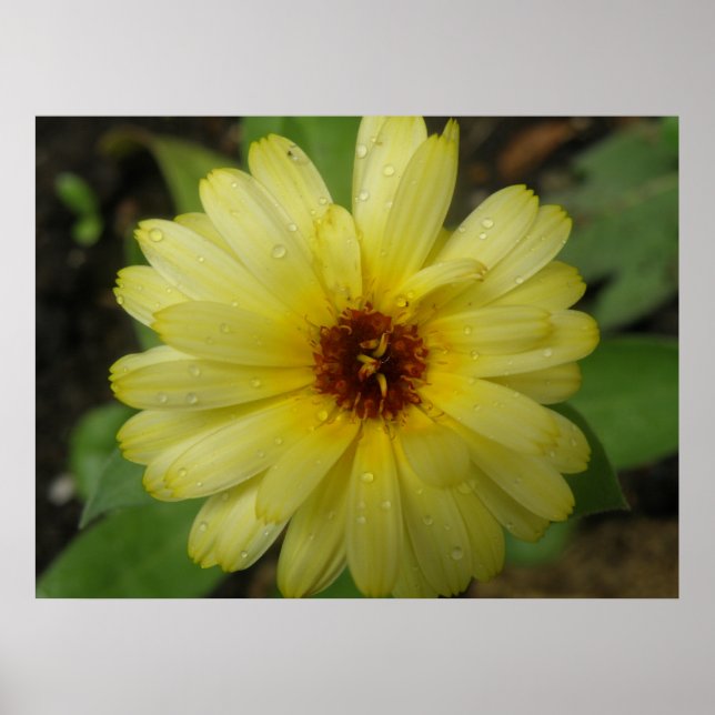 Poster Marigold Print Jaune Raindrops (Devant)