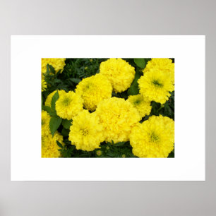 Poster Marigolds Jaune