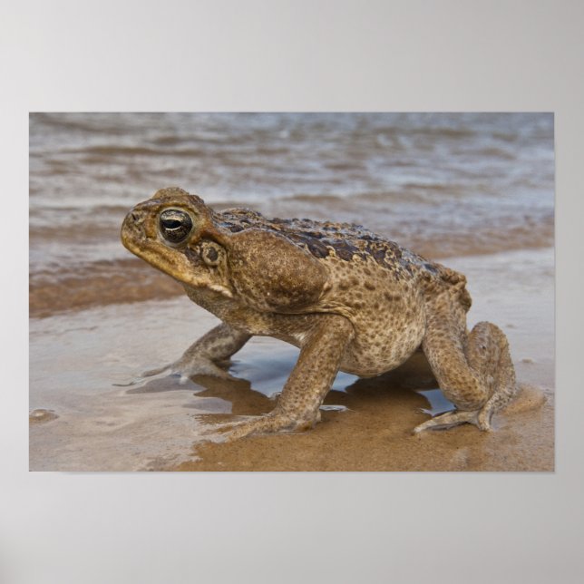 Poster Marina de Cane Toad Rhinella, anciennement Bufo (Devant)
