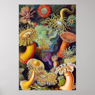 Poster Marine d'actinies d'Ernst Haeckel : Actiniae
