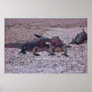 Poster Marine Iguana Face Off