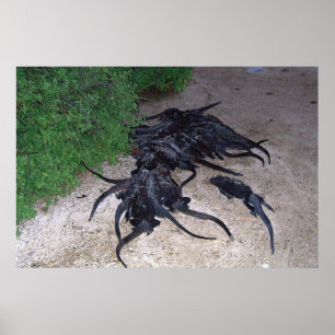 Poster Marine Iguana Pile